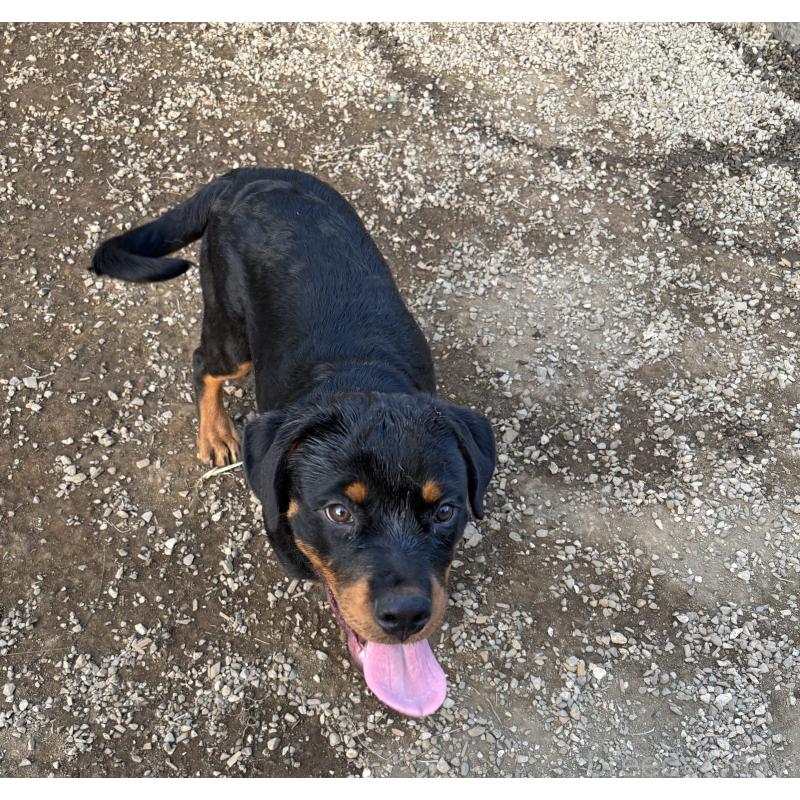 販売中の埼玉県のロットワイラー-384558の4枚目