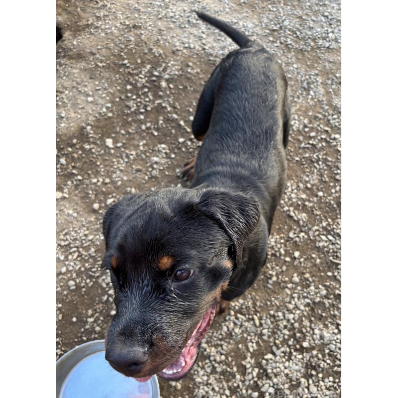 販売中の埼玉県のロットワイラー-384558の3枚目