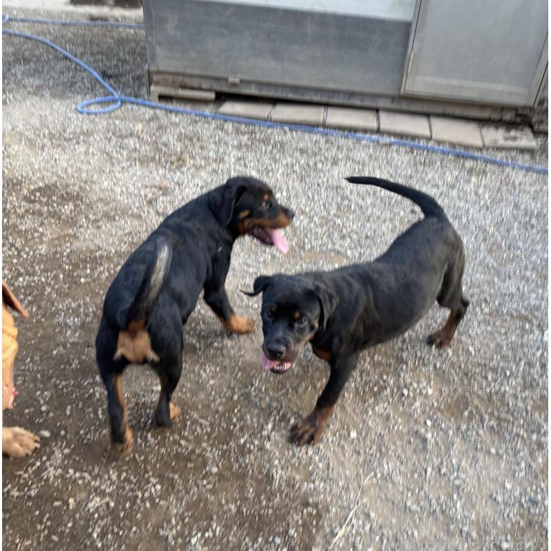 販売中の埼玉県のロットワイラー-384558の2枚目