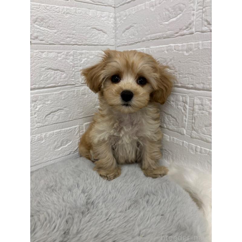 販売中の岡山県のマルプー:マルチーズ×トイプードル-414417の8枚目