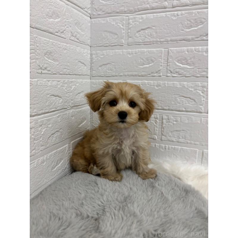 販売中の岡山県のマルプー:マルチーズ×トイプードル-414417の3枚目
