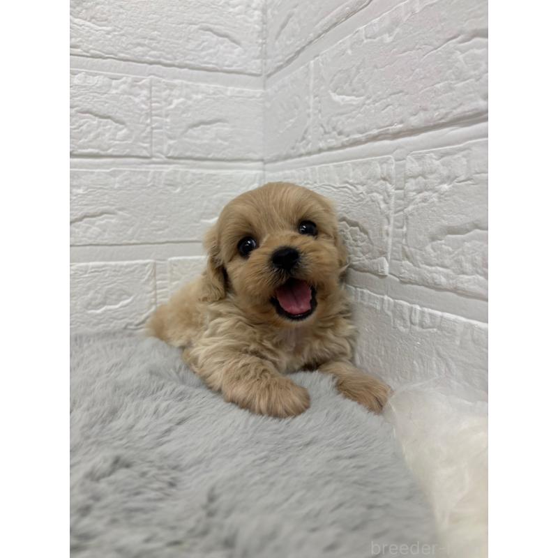 販売中の岡山県のミックス犬-414418の9枚目