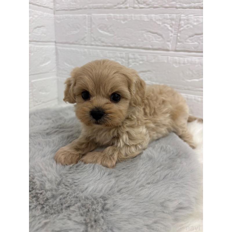 販売中の岡山県のミックス犬-414418の8枚目