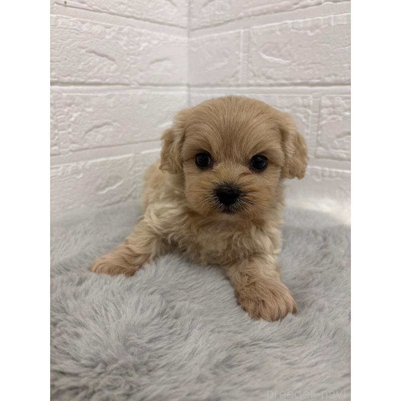 販売中の岡山県のミックス犬-414418の7枚目