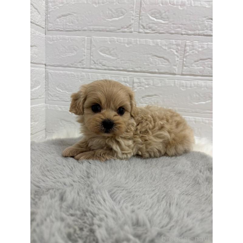 販売中の岡山県のミックス犬-414418の6枚目
