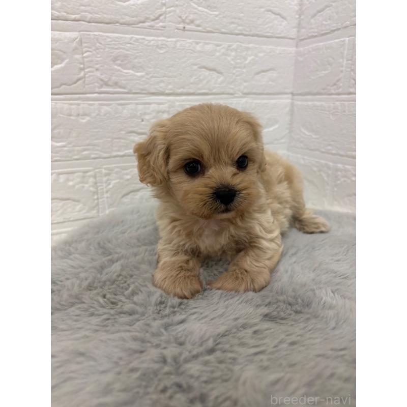 販売中の岡山県のミックス犬-414418の4枚目