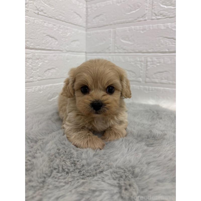 販売中の岡山県のミックス犬-414418の3枚目