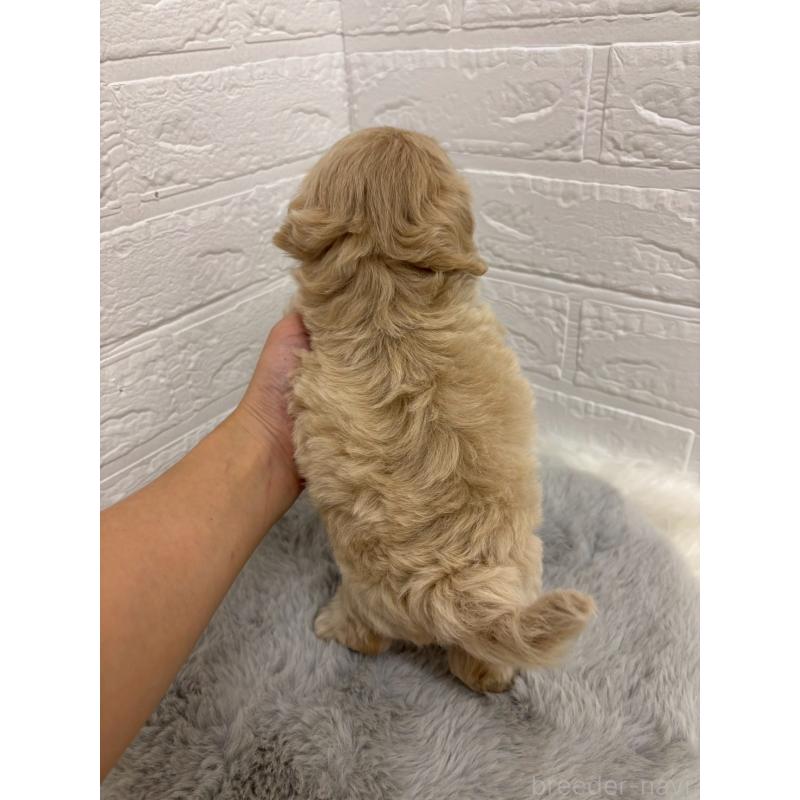 販売中の岡山県のミックス犬-414418の2枚目