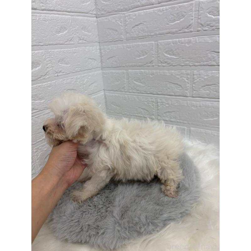 販売中の岡山県のマルチーズ-414419の2枚目