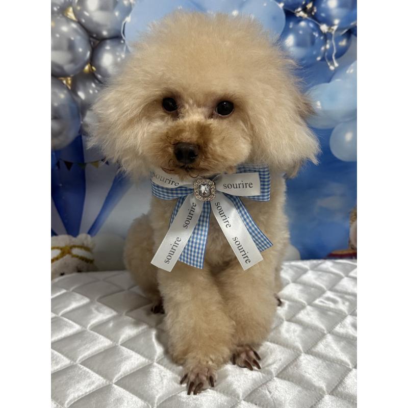 販売中の埼玉県のタイニープードル-402170の7枚目