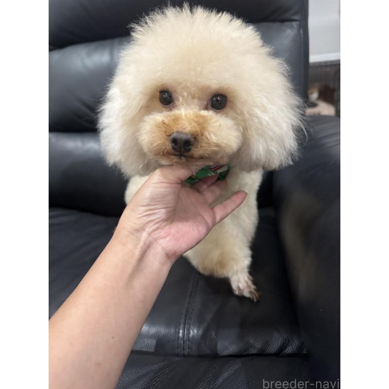 販売中の埼玉県のタイニープードル-402170の6枚目