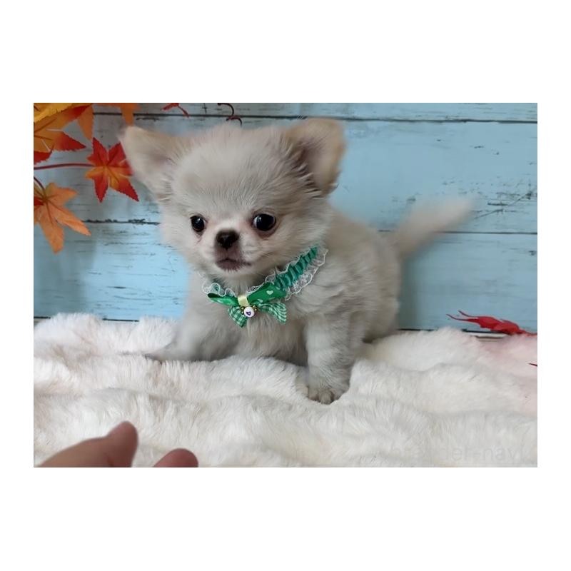 販売中の埼玉県のミックス犬-406503の10枚目