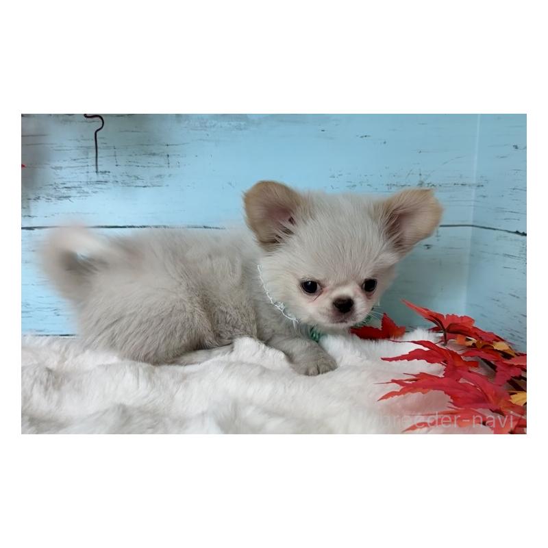 販売中の埼玉県のミックス犬-406503の9枚目