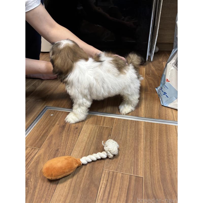 成約済の滋賀県のシーズー-404096の3枚目