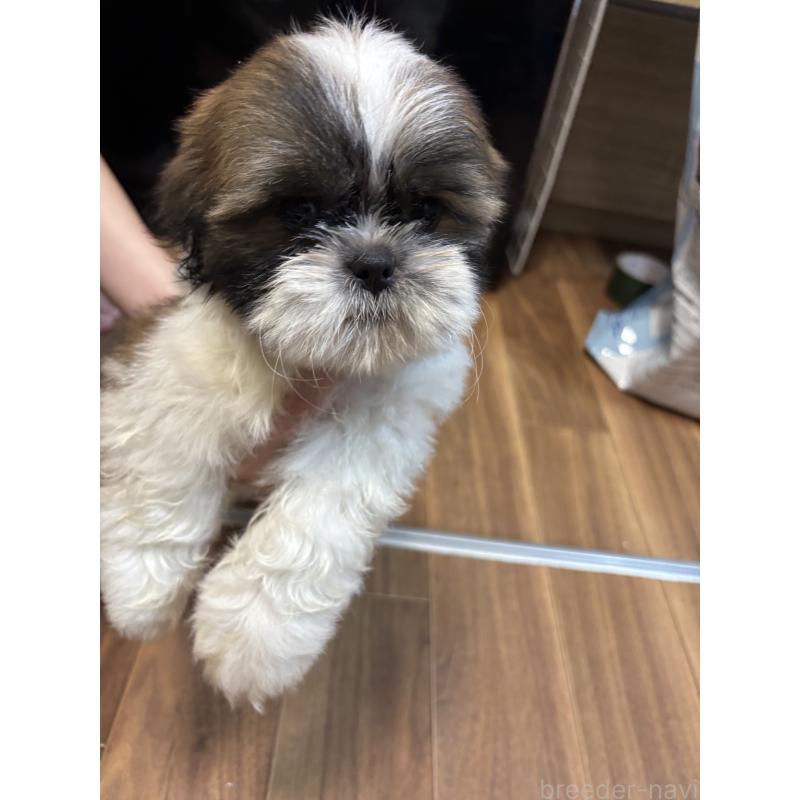 成約済の滋賀県のシーズー-404096の2枚目