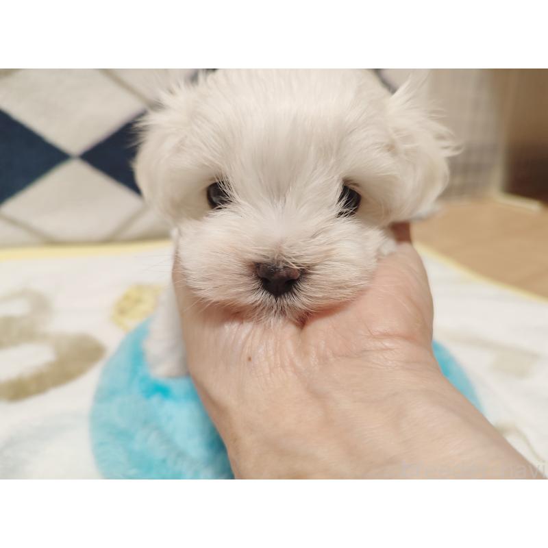 成約済の岡山県のマルチーズ-412974の8枚目