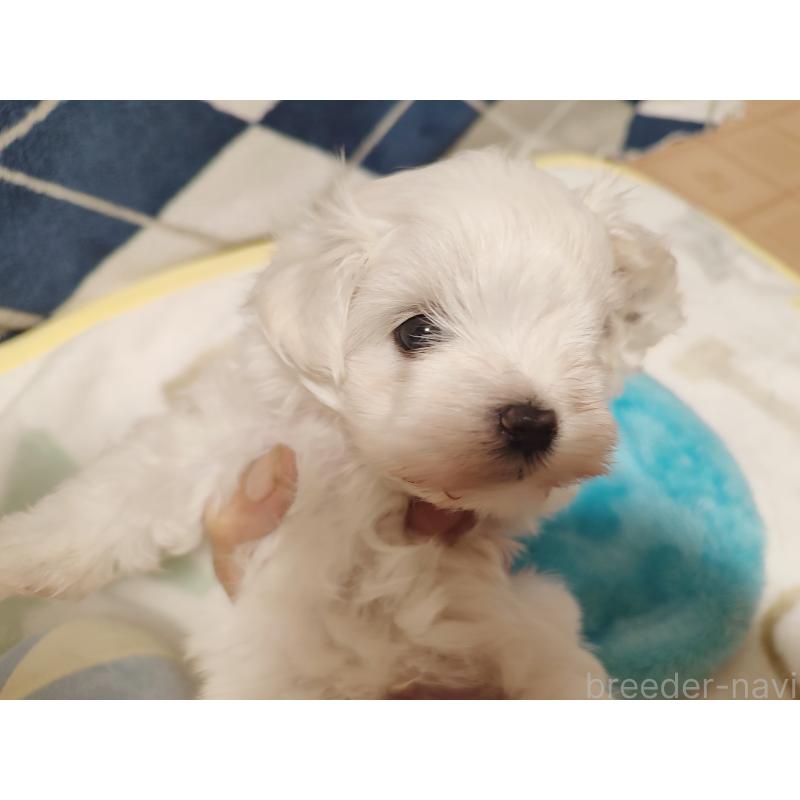 成約済の岡山県のマルチーズ-412974の7枚目