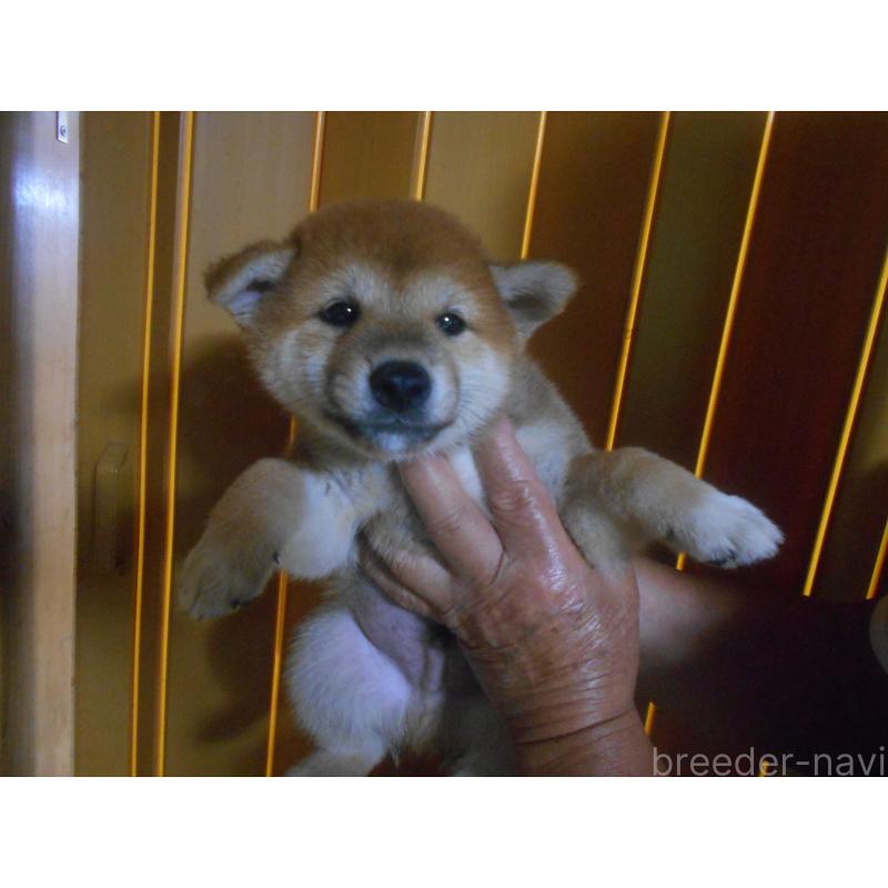 販売中の鹿児島県の柴犬-407885の3枚目