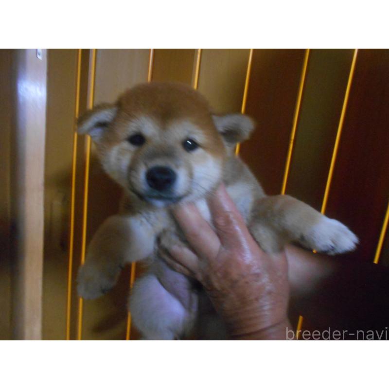 販売中の鹿児島県の柴犬-407885の2枚目