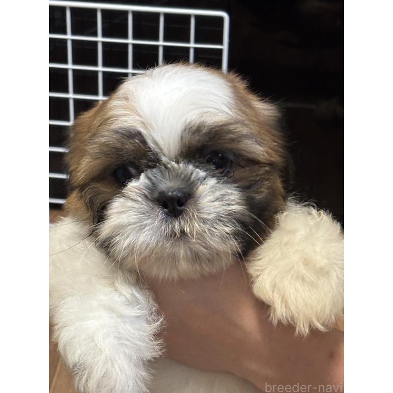 成約済の滋賀県のシーズー-404099の3枚目