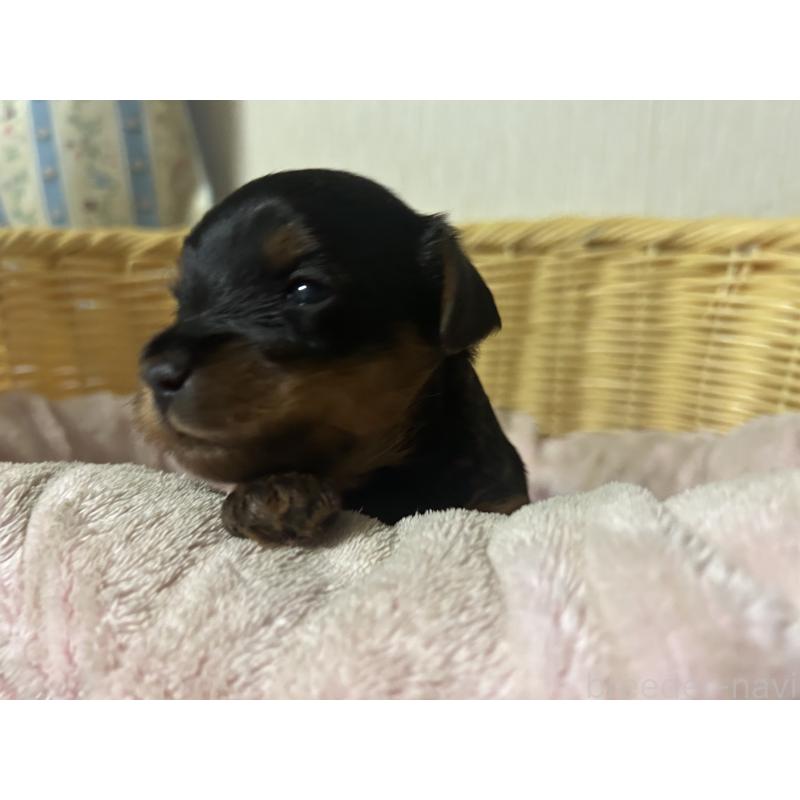 販売中の岡山県のヨープー:ヨークシャーテリア×トイプードル-414420の3枚目