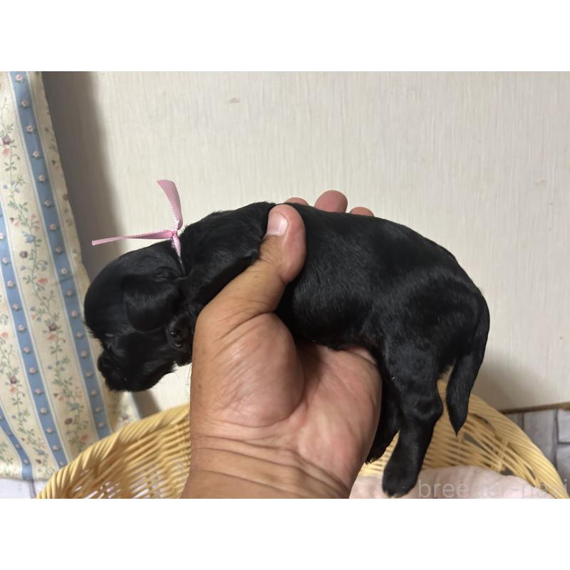 販売中の岡山県のヨープー:ヨークシャーテリア×トイプードル-414421の4枚目