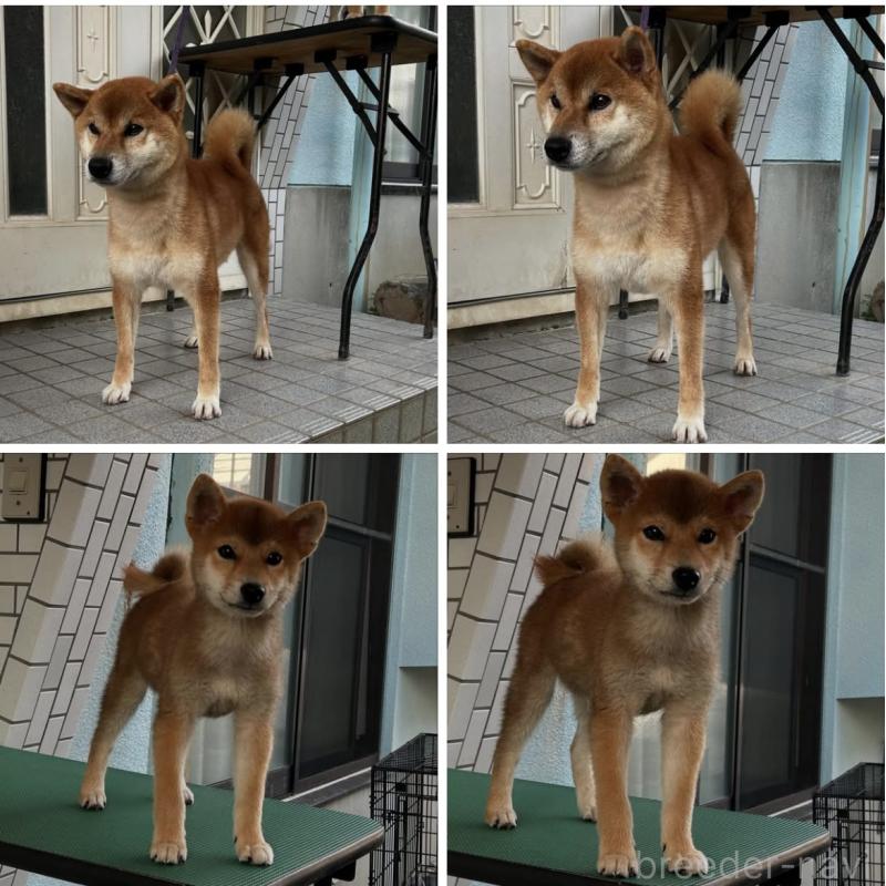 販売中の愛媛県の柴犬-407288の2枚目
