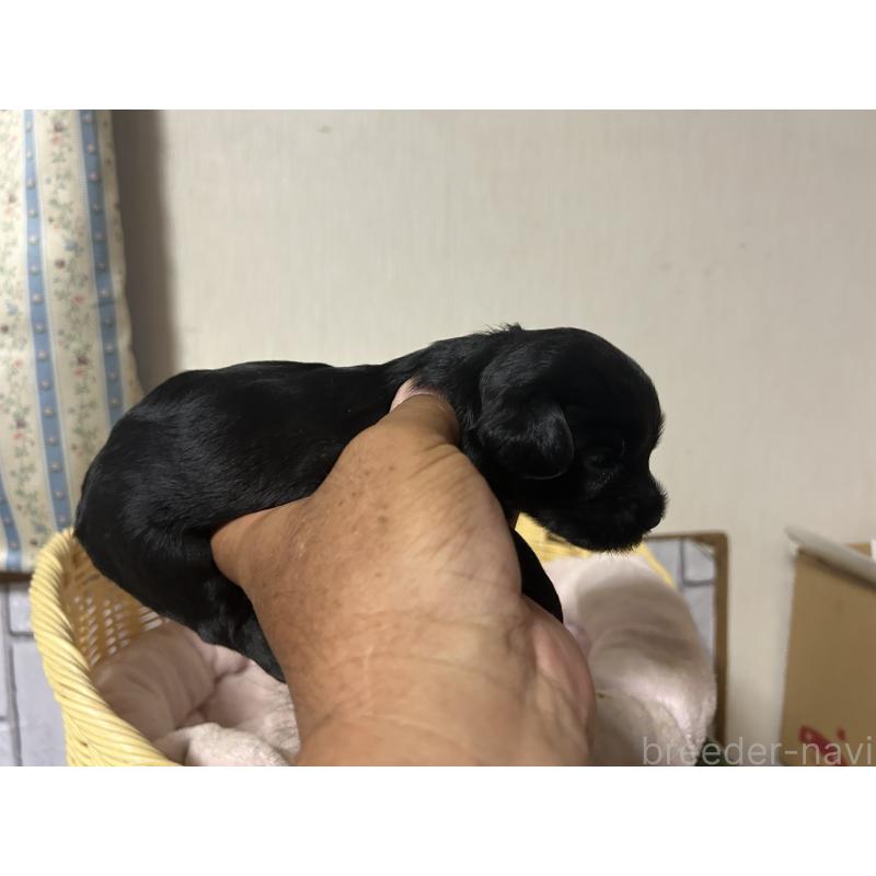 販売中の岡山県のヨープー:ヨークシャーテリア×トイプードル-414423の3枚目