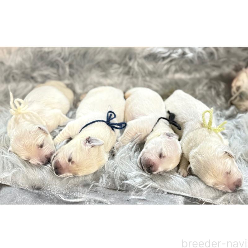 販売中の兵庫県のゴールデンレトリーバー-414426の1枚目