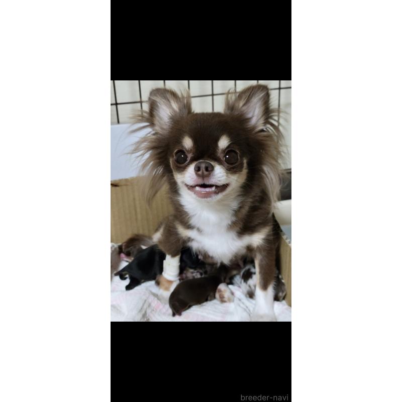 ミイちゃん1枚目