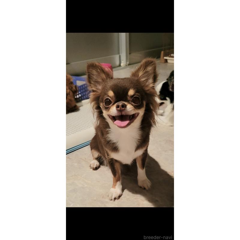 ミイちゃん1枚目