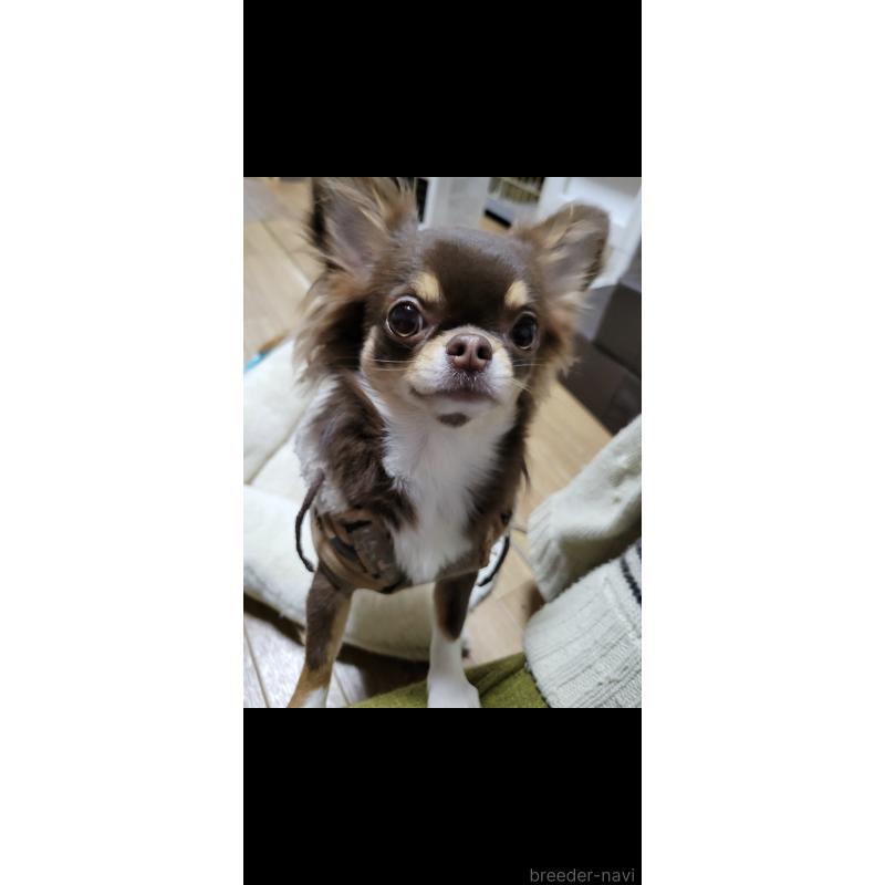 ミイちゃん1枚目