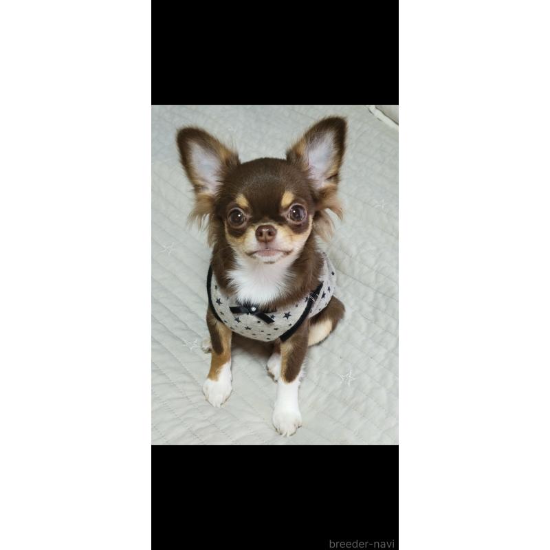 ミイちゃん1枚目