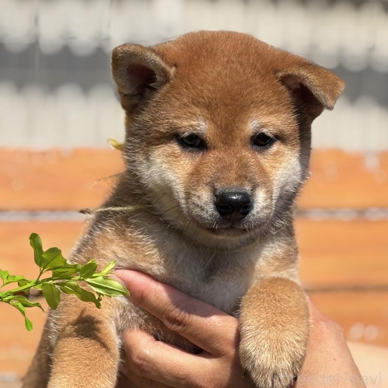 販売中の宮崎県の柴犬-414192の2枚目