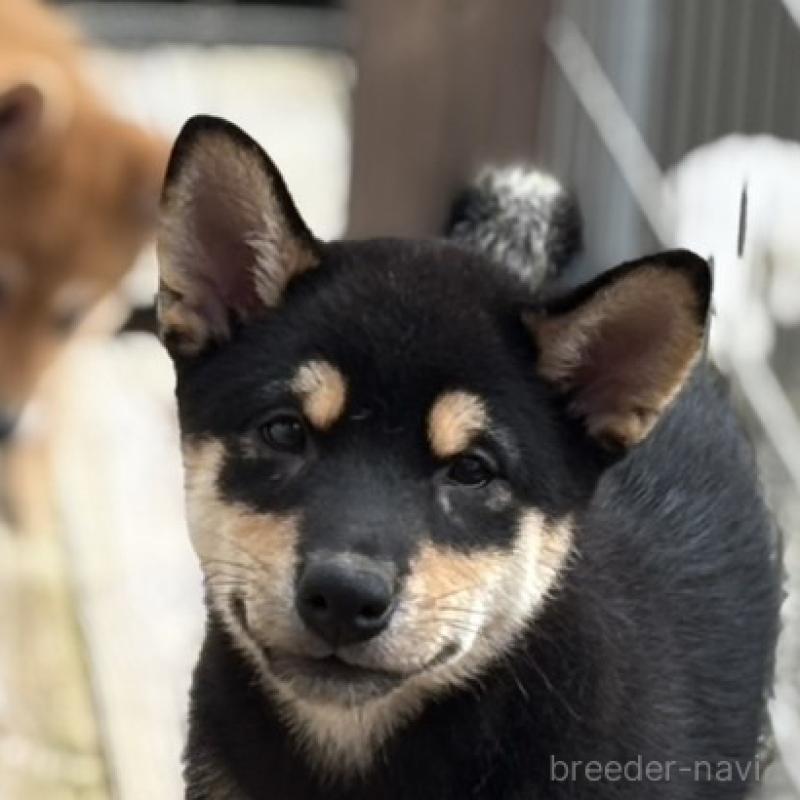 販売中の宮崎県の柴犬-414193
