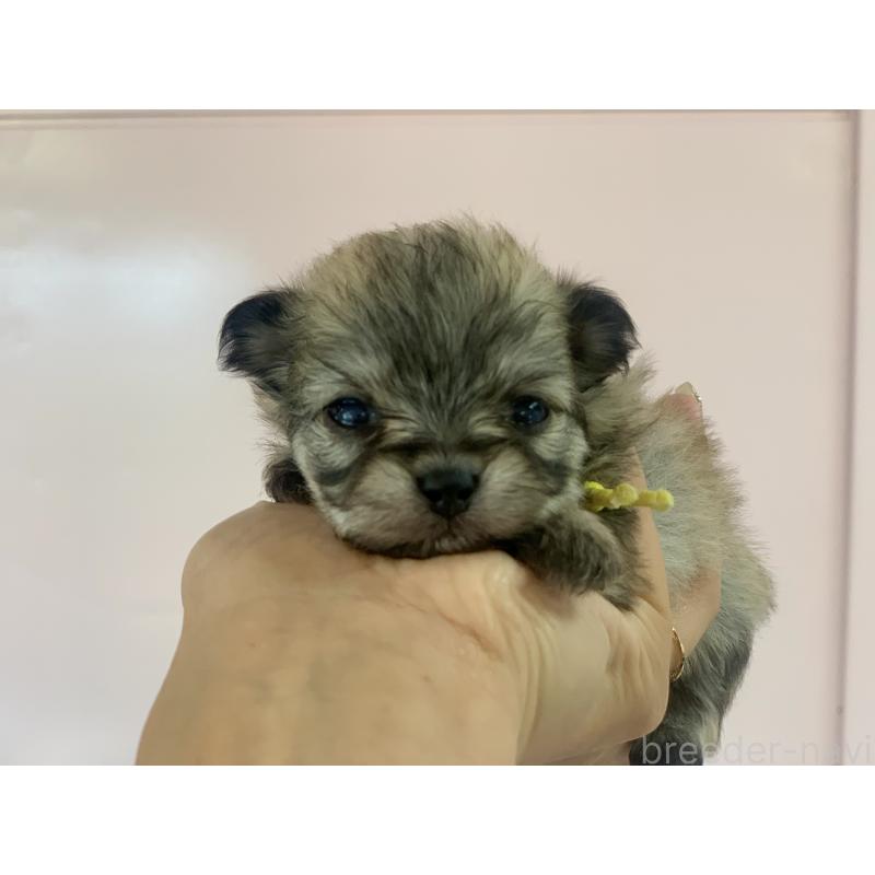 販売中の滋賀県のポメマル:ポメラニアン×マルチーズ-414208の4枚目
