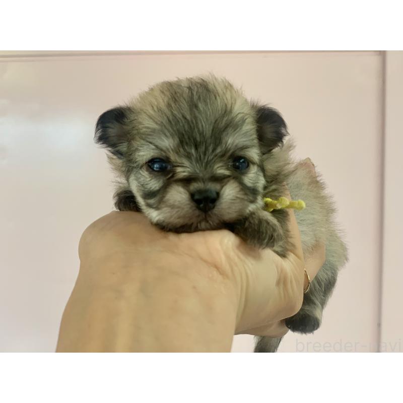 販売中の滋賀県のポメマル:ポメラニアン×マルチーズ-414208の3枚目