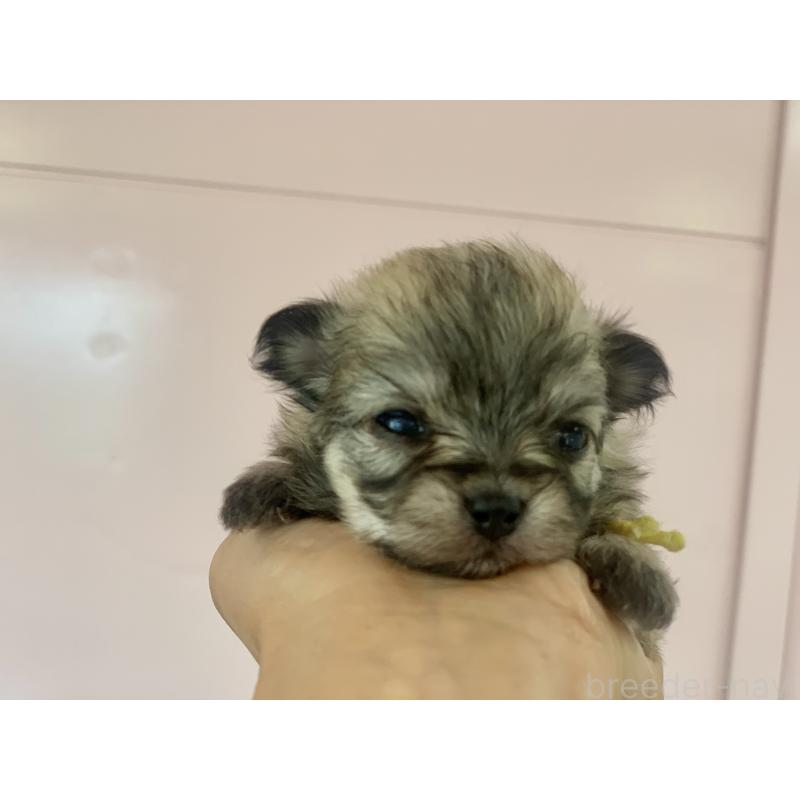 販売中の滋賀県のポメマル:ポメラニアン×マルチーズ-414208の2枚目