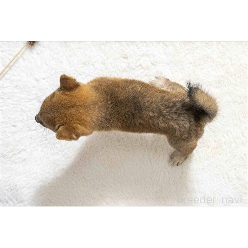 販売中の大分県の豆柴-414221の5枚目