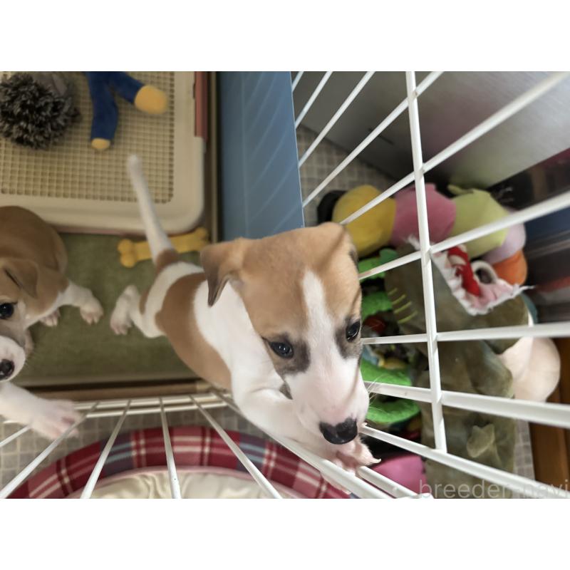 販売中の埼玉県のウィペット-414428の2枚目