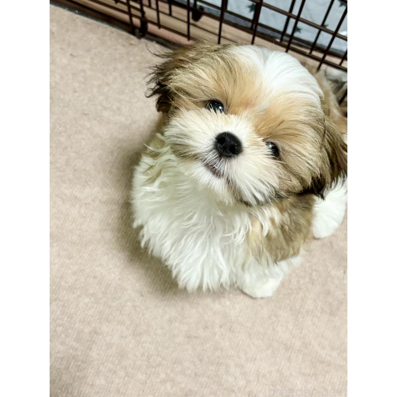 成約済の福岡県のシーズー-402467の2枚目