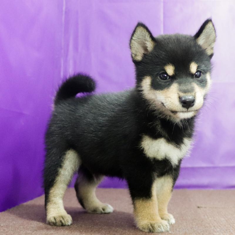 販売中の愛知県の柴犬-410462の9枚目