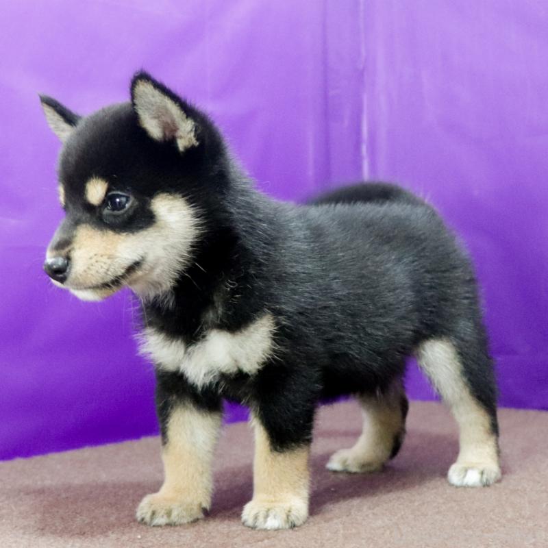 販売中の愛知県の柴犬-410462の8枚目