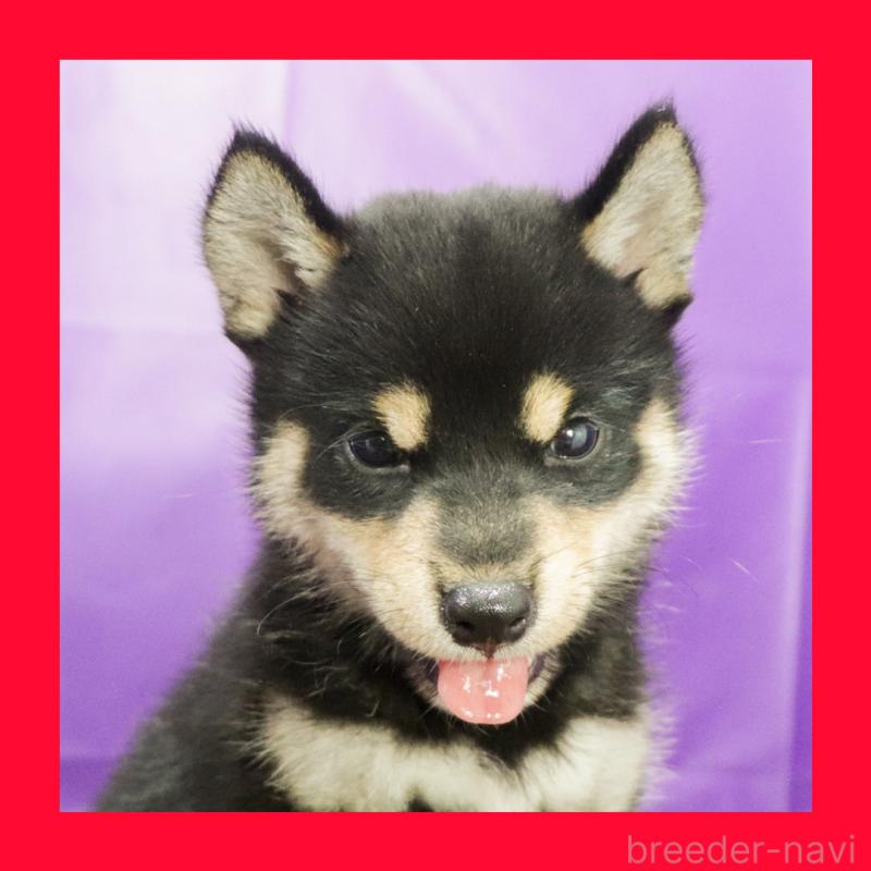 販売中の愛知県の柴犬-410462