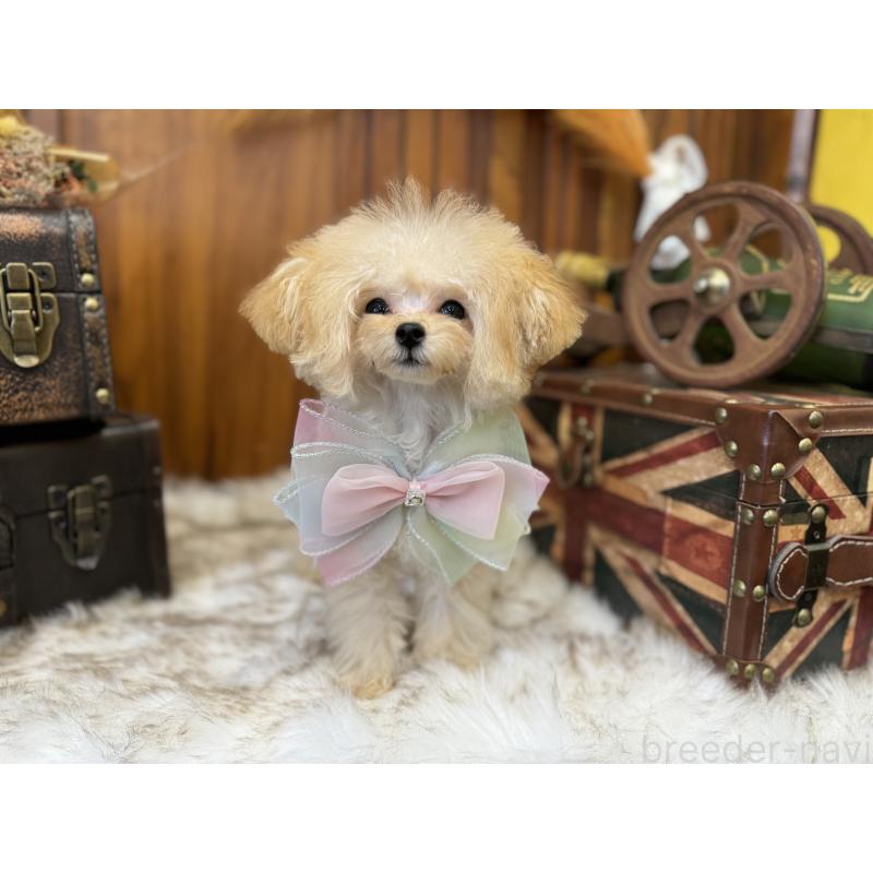 販売中の広島県のミックス犬-404946の3枚目