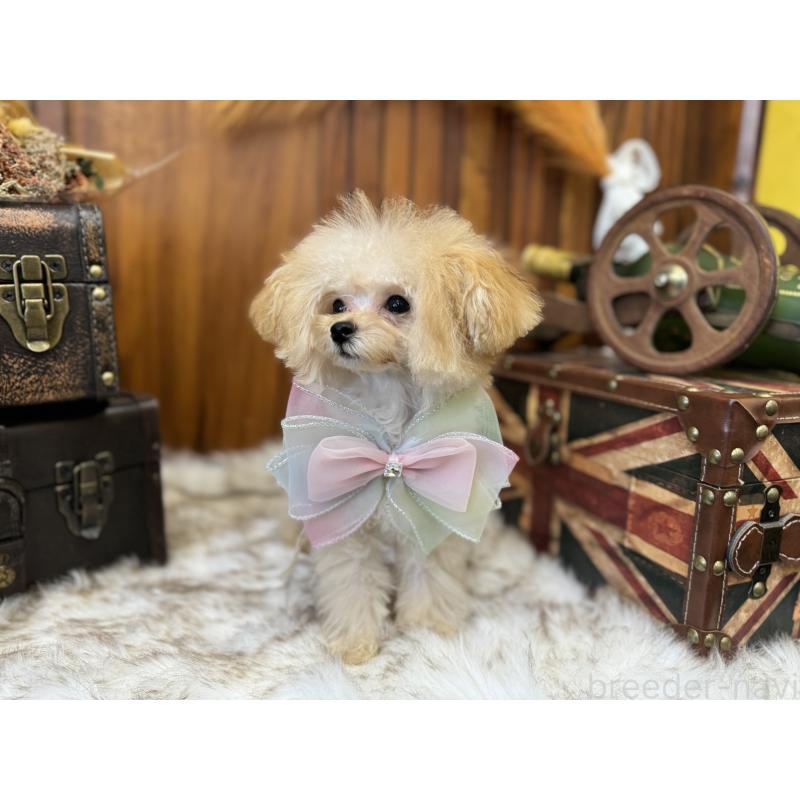 販売中の広島県のミックス犬-404946の2枚目