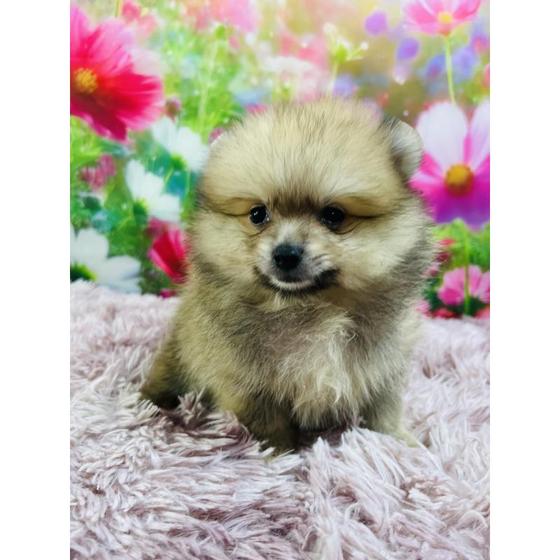 販売中の茨城県のポメラニアン-414429の2枚目