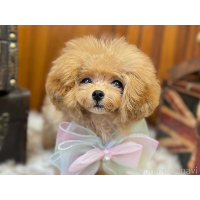 販売中の広島県のミックス犬-404949の3枚目