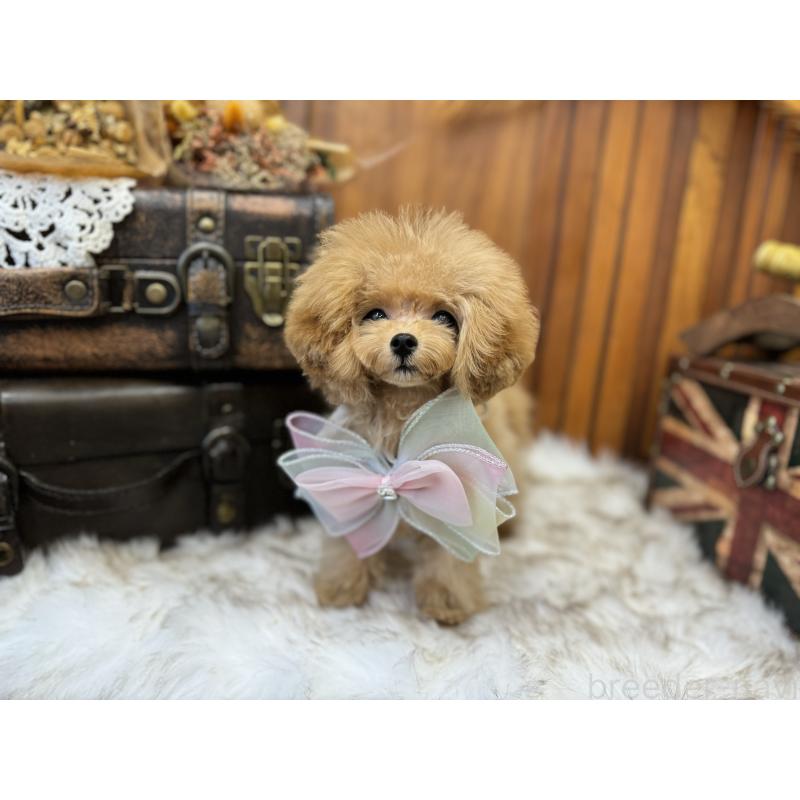 販売中の広島県のミックス犬-404949