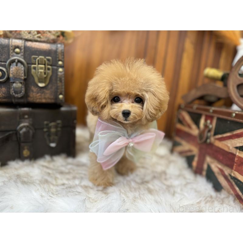 販売中の広島県のミックス犬-404949の2枚目